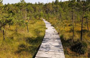 Rezerwat Przyrody – Bagno Kusowo