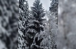 Żywa choinka stanie w centrum Szczecinka!
