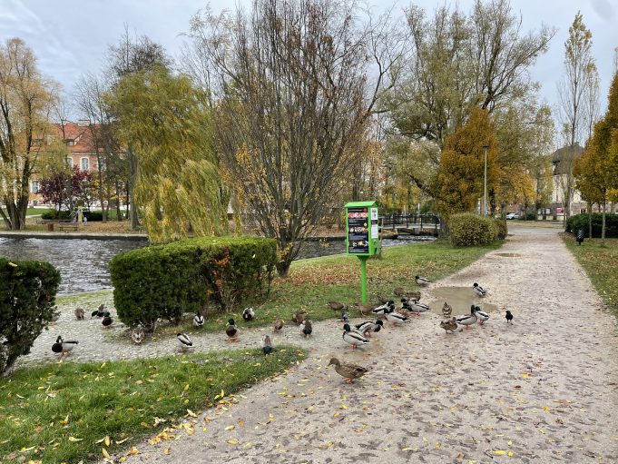 „Ptasi Bufet” w parku w Szczecinku