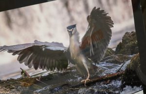 Spotkanie nad wodą – wernisaż w CEEiRJ