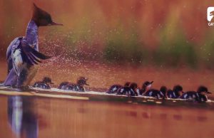 Niesamowite fotografie w CEEiRJ