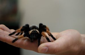 Wystawa pająków w OKiT Barwice