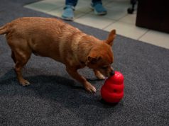 Zwierzę w kamerze #25 – Zwierzaki podczas świąt