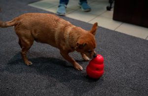 Zwierzę w kamerze #25 – Zwierzaki podczas świąt