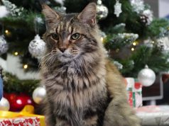 Zwierzę w kamerze #26 – Międzynarodowy Dzień Kota