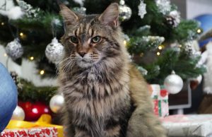 Zwierzę w kamerze #26 – Międzynarodowy Dzień Kota