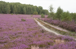 Pomysł na niedzielną wycieczkę? Wrzosowiska Kłomińskie!