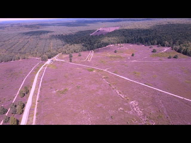 Kwitnące Wrzosowiska Kłomińskie – dron 4K