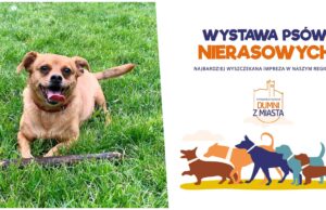 Przed nami pierwsza Wystawa Psów Nierasowych