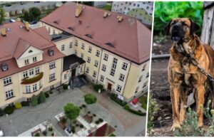 Powiat zachęca do poparcia nowelizacji ustawy o ochronie zwierząt