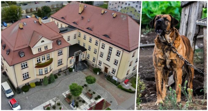 Powiat zachęca do poparcia nowelizacji ustawy o ochronie zwierząt