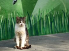 Schronisko dziękuje za wsparcie