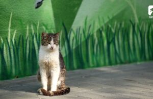 Schronisko dziękuje za wsparcie