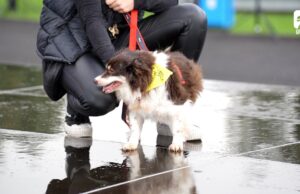 Wystawa Psów Nierasowych w Szczecinku – flesz