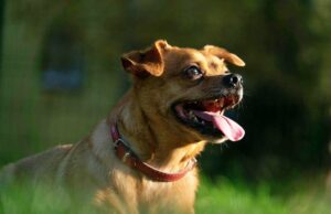 Dziś obchodzimy Dzień Kundelka