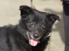 Zwierzę w kamerze #27 – Pytania i odpowiedzi, czyli Q&A