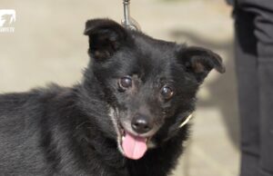 Zwierzę w kamerze #27 – Pytania i odpowiedzi, czyli Q&A