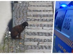 Pies pozostawiony na zimnie. Właściciele robili spokojnie zakupy