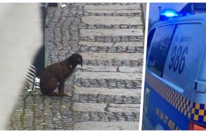 Pies pozostawiony na zimnie. Właściciele robili spokojnie zakupy