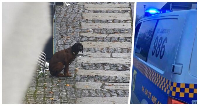 Pies pozostawiony na zimnie. Właściciele robili spokojnie zakupy