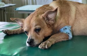 Całodobowa opieka weterynaryjna