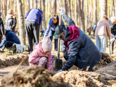 Posadzili 50 tys. nowych drzew