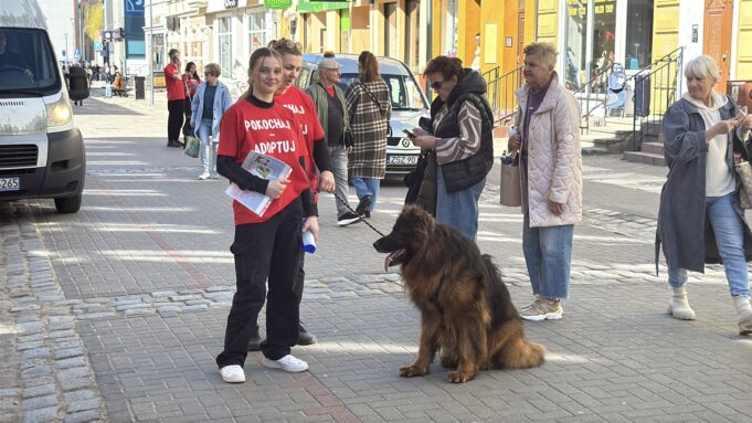Okaż miłość czworonogom. Pokochaj – adoptuj!