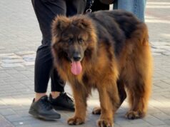 „Pokochaj – adoptuj” – akcja promocyjna schroniska