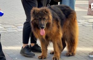 „Pokochaj – adoptuj” – akcja promocyjna schroniska