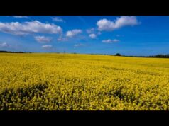 Kwitnący rzepak w okolicy Sitna – dron 4K