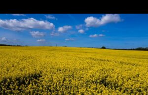 Kwitnący rzepak w okolicy Sitna – dron 4K