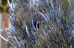 Rzeźba Katrzyny Lipecky na dziedzińcu Szczecineckiego Ratusza