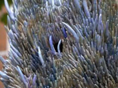 Rzeźba Katrzyny Lipecky na dziedzińcu ratusza