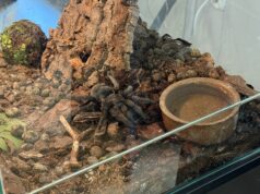 Czarna wdowa i ptasznik goliat w Bornem Sulinowie