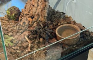 Czarna wdowa i ptasznik goliat w Bornem Sulinowie