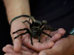 Wystawa pająków w CKiR Borne Sulinowo