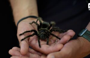 Wystawa pająków w CKiR Borne Sulinowo