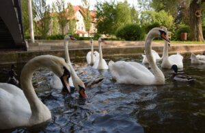 Szczecineckie łabędzie przybyły z Hamburga