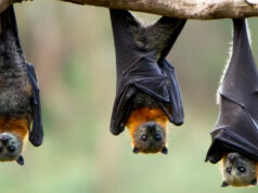 Poznaj „Las do góry nogami”