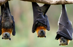 Poznaj „Las do góry nogami”