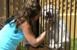 Rusza szczecinecki program „Wolontariat na 5+”