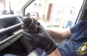 Strażnicy miejscy pomagają zwierzętom