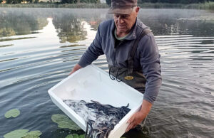 Węgorz europejski w jeziorach szczecineckich