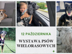 Organizatorzy czekają na czworonożne piękności