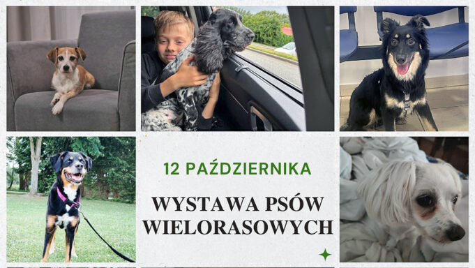 Organizatorzy czekają na czworonożne piękności