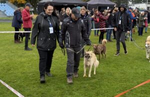 Kundelki znów królowały nad Trzesieckiem