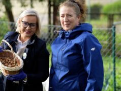 W Barwicach posadzono aż 13,5 tys. krokusów