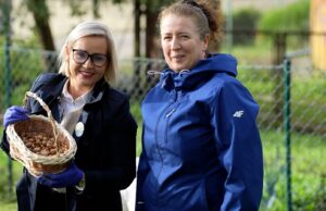 W Barwicach posadzono aż 13,5 tys. krokusów