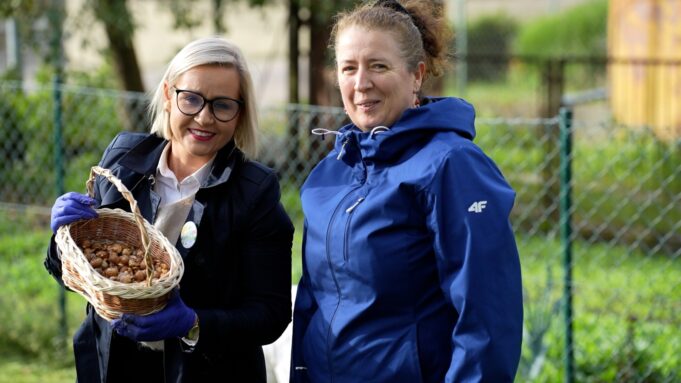 W Barwicach posadzono aż 13,5 tys. krokusów