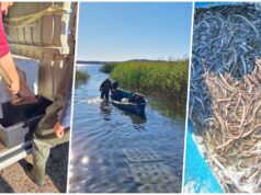 Zarybianie jeziora Wierzchowo